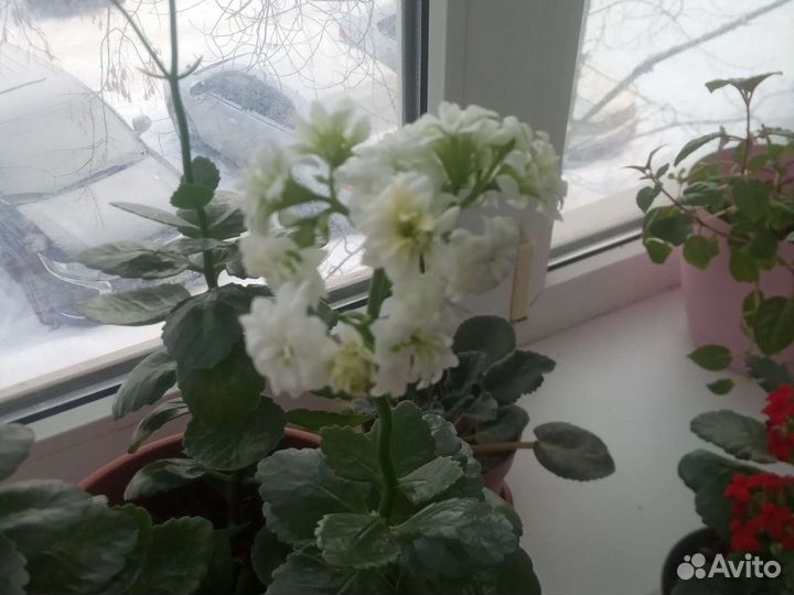Каланхоэ