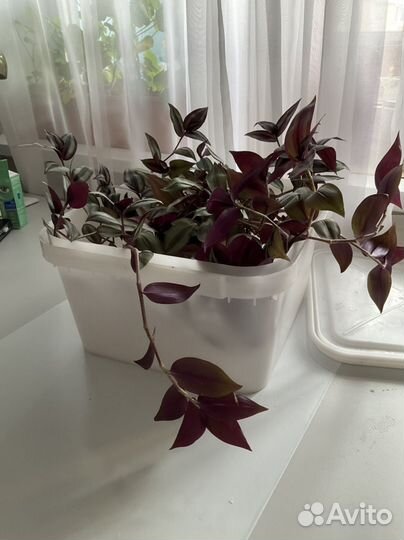 Контейнер пластиковый с крышкой