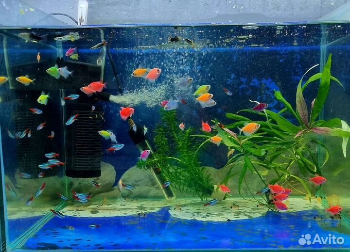 Рыбки аквариумные. Большой выбор