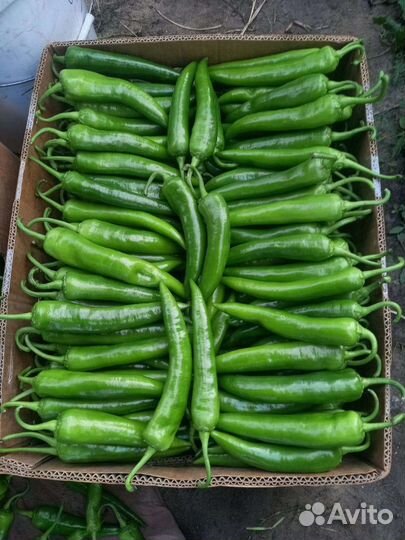 Перец острый сорт Шакира