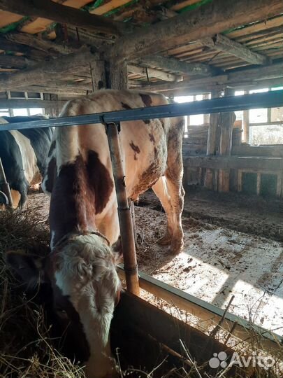 Быки на мясо и на племя