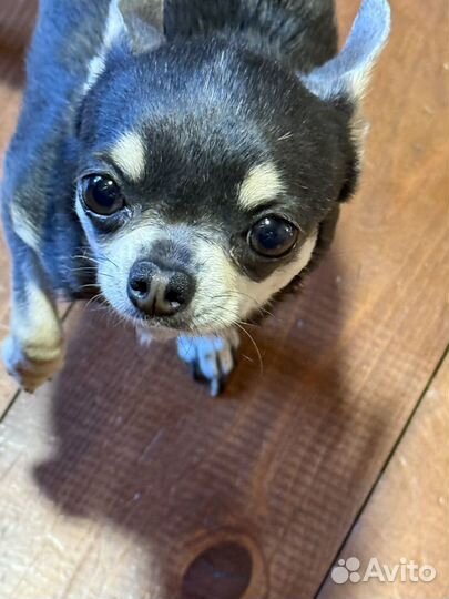 Чихуахуа мини девочка