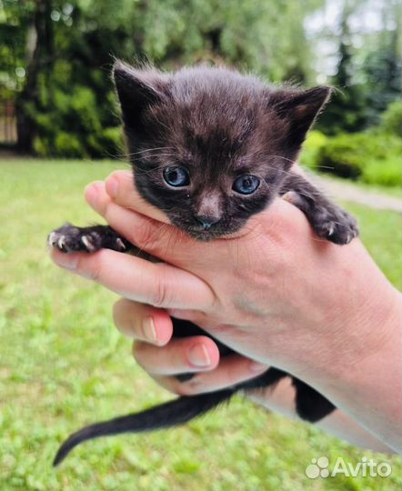 Чудо Котенок Мишенька ищет дом