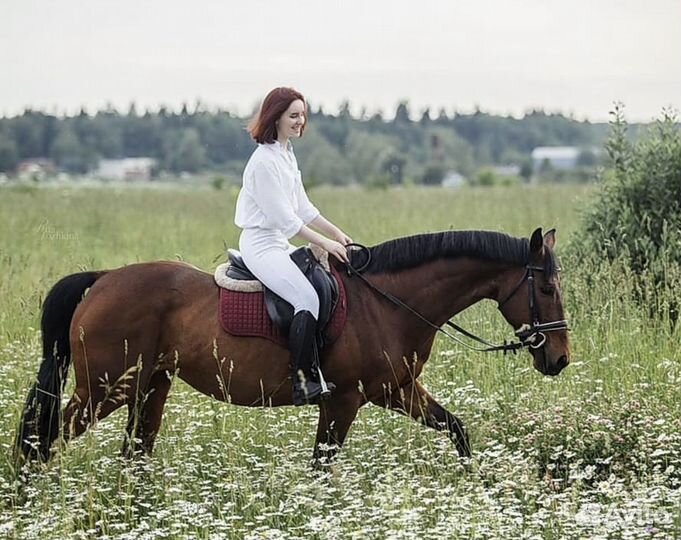 Аренда лошади