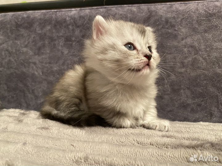 Шотладский котенок