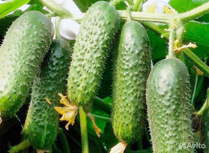Самый урожайный огурец Crazy Bundle F1