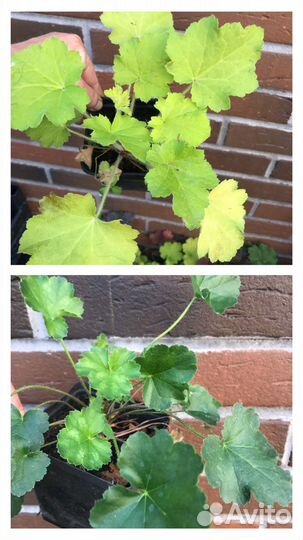 Гейхеры сортовые