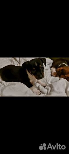 Щенки маленькой собаки в хорошие руки