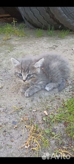 Отдам кошечку
