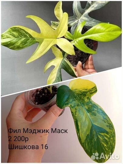 Филодендроны