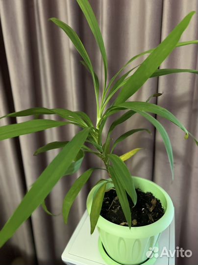 Кордилина прямая