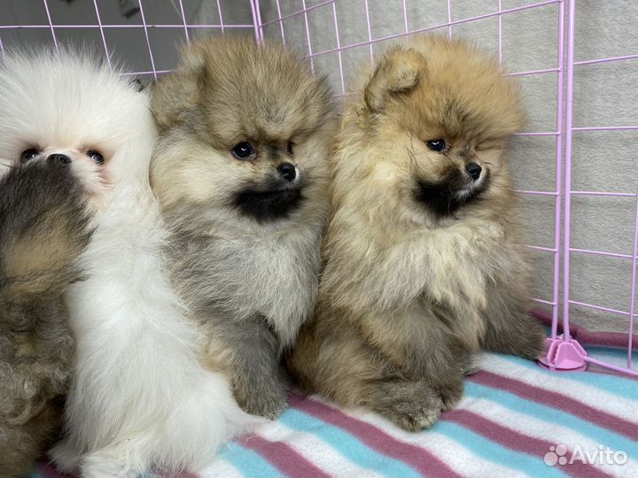 Щенки шпица - целая куча породистых щенков