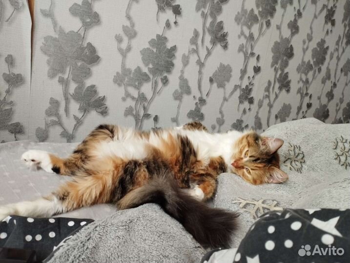 Кошка