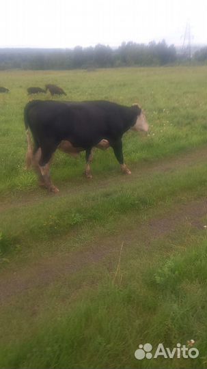 Продам бычков и тёлок