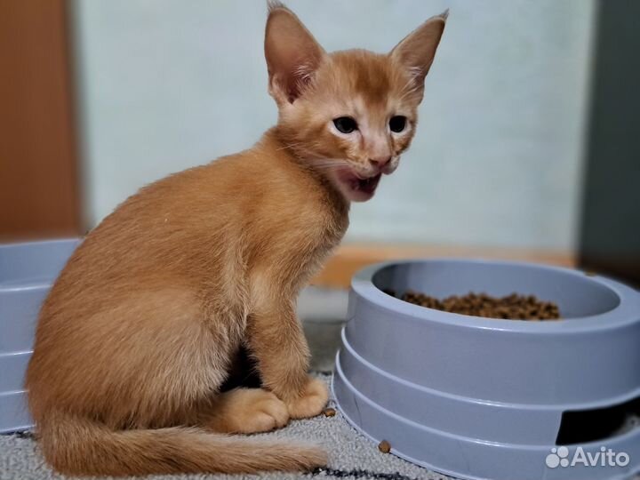 Чаузи ф3 супер кот