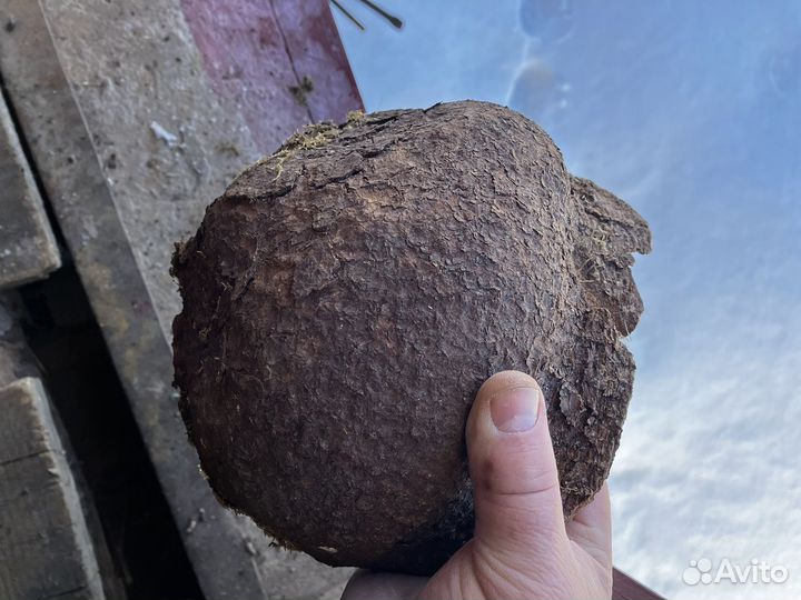 Сувель березы