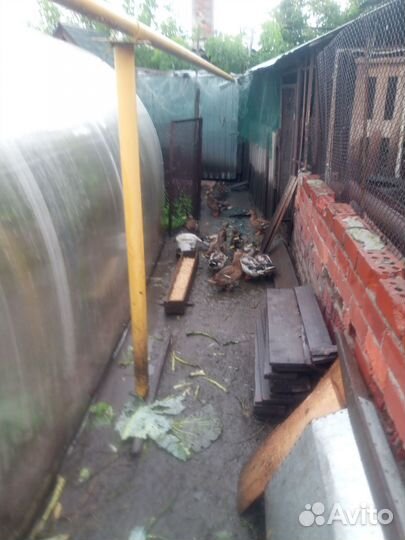 Продать уток