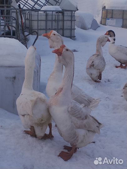 Яйцо холмогорского гуся