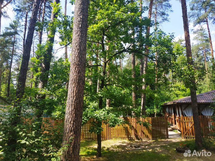 Беседки в сосновом лесу от 6-100 чел