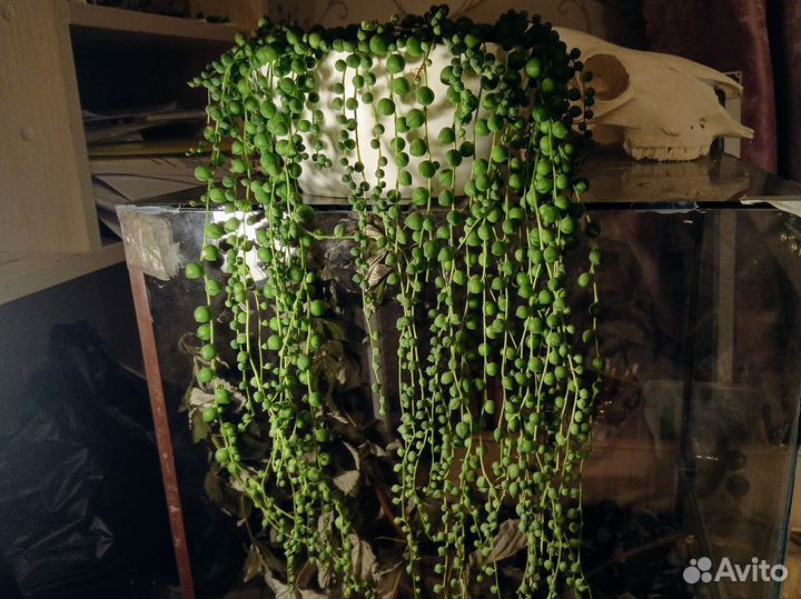 Крестовник роули срез