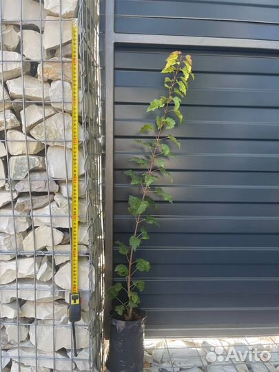 Клен Гиннала