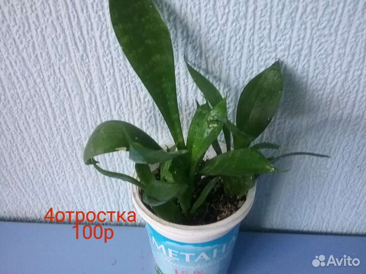 Сансевиерия