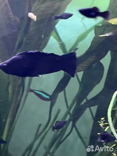 Аквариумные рыбки