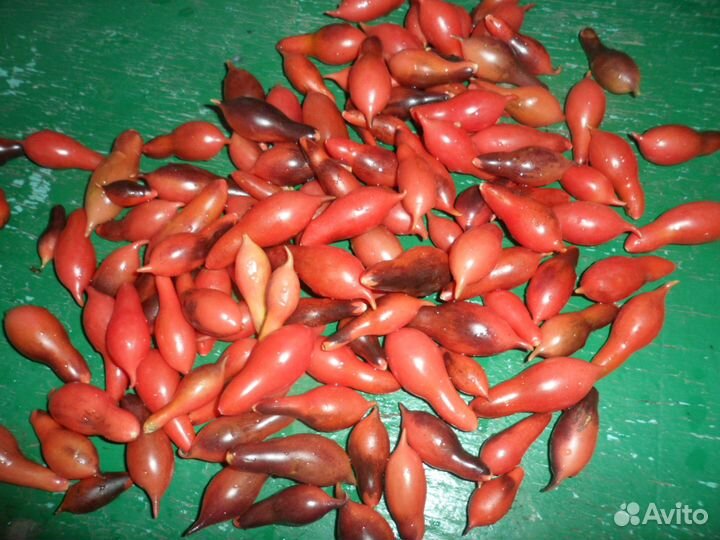 Семена сортового томата Сливка гурман