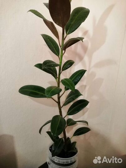Фикус каучуконосный