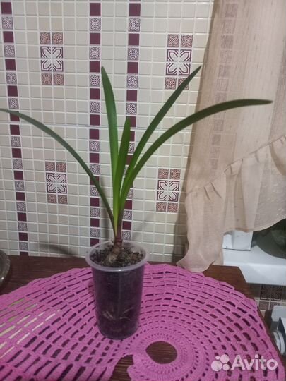 Валотта(Амарилис)