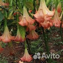 Бругмансия