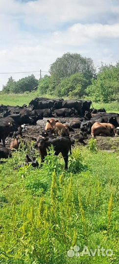 Сельхоз животные