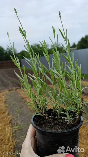 Лаванда саженцы