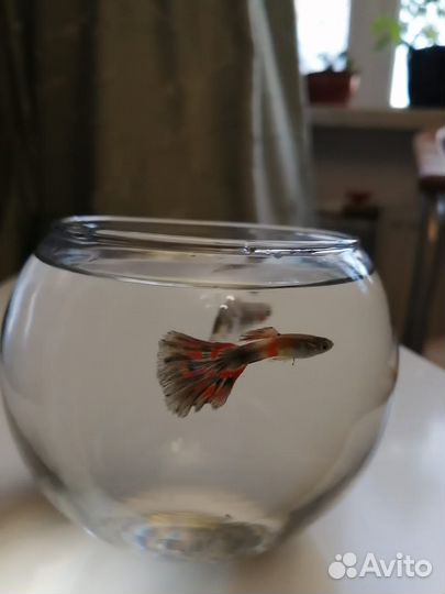 Аквариумные рыбки гуппи