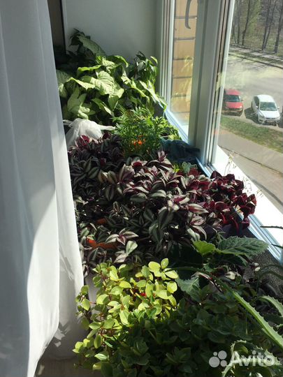 Традесканции