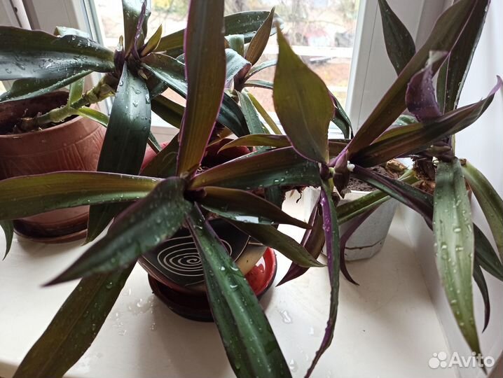 Традесканция