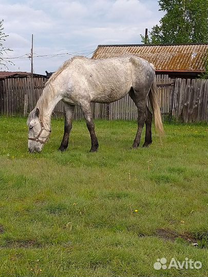 Орловская кобыла