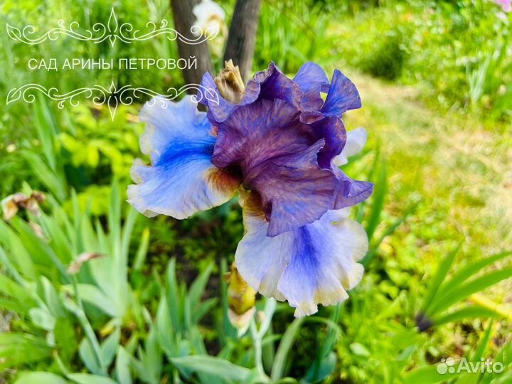 Ирис Карибик