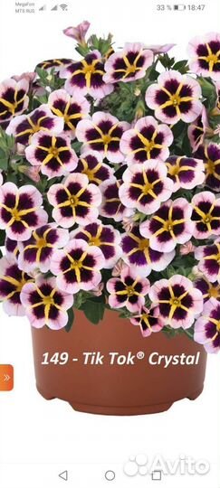 Калибрахоа