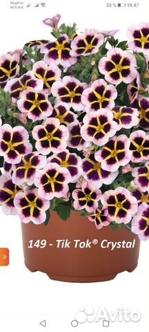 Калибрахоа