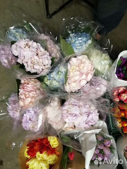 Гортензия в наличии