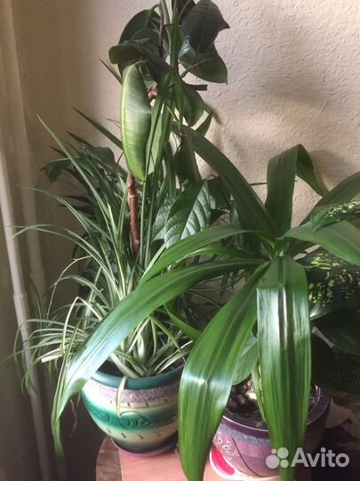 Цветы комнатные