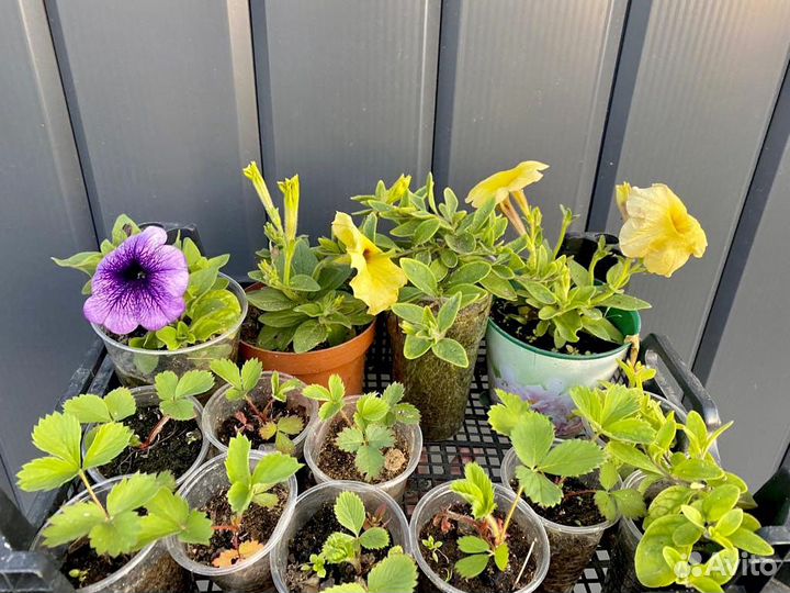 Петуния виктория клубника