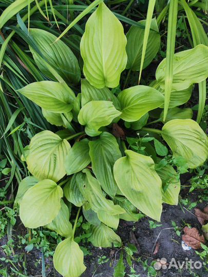 Хосты, лилейник, лилии