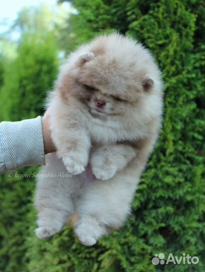 Типаж медвежий мерле