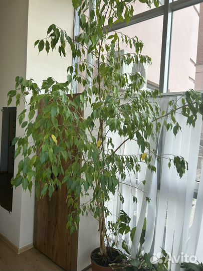 Фикус бенджамина большой