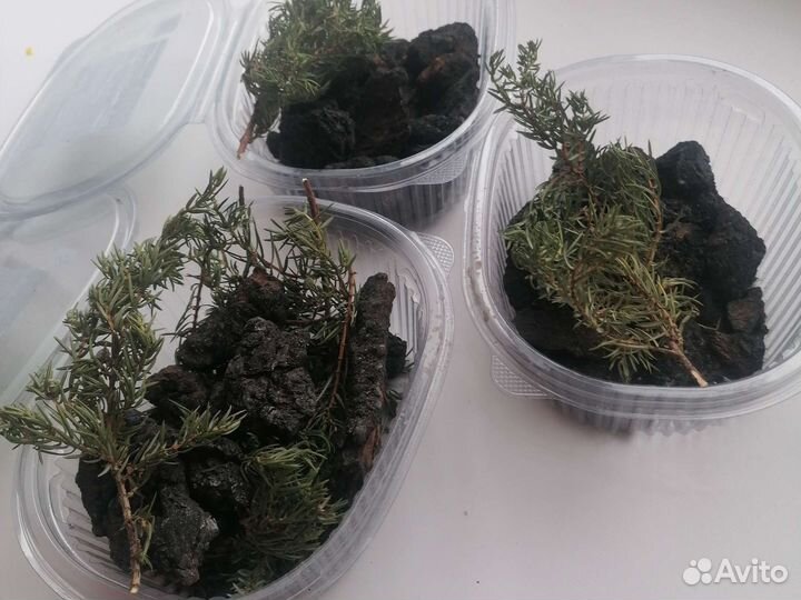 Набор для настаивания(дуб, можжевельник)