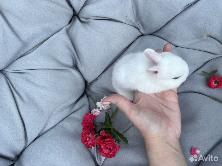 Декоративные кролики гермелин