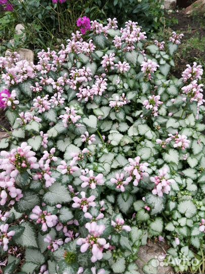 Барвинок, яснотка, гвоздика травянка