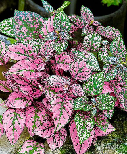 Рассада цветов